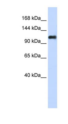 NID2 / Nidogen-2 Antibody (aa1044-1093)