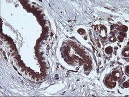 ARMC1 Antibody (clone OTI1D10)