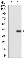 CD7 Antibody (aa72-175, clone 5B10E3)