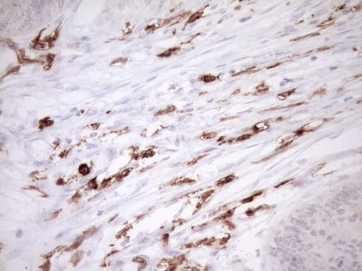 ITGAM / CD11b Antibody (clone OTI2D11, Carrier-free)