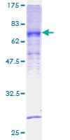 Human WRAP73 / WDR8 Protein (Recombinant GST)