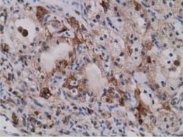 SDR9C7 Antibody (clone OTI4B5)
