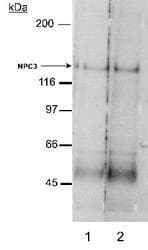 NPC1L1 Antibody (Internal, DY488)