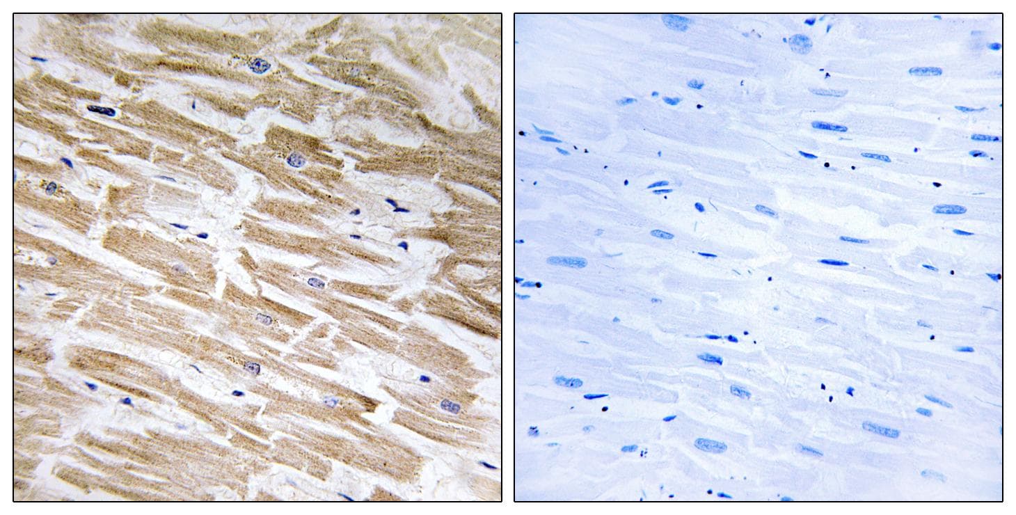 NEURL2 Antibody