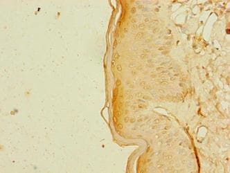 RBM41 Antibody