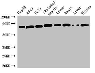 SKIL / SNO / SnoN Antibody