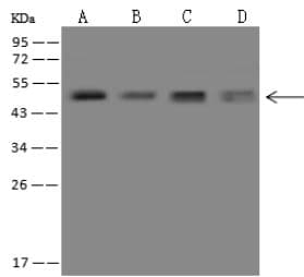 Polyclonal Rabbit anti-Mouse Neuroserpin Antibody (IHC, WB)