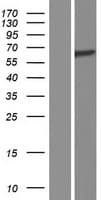 Spastin Protein (Over-Expression Lysate Myc-DDK (Flag))