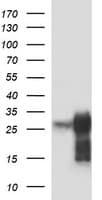 POMC / Proopiomelanocortin Antibody (clone OTI1F3)