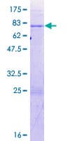 Human BRUNOL6 / CELF6 Protein (Recombinant GST)