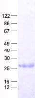 Human MED19 Protein (Recombinant His, N-Terminal)