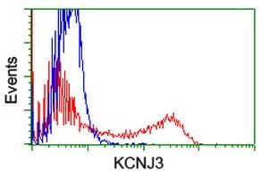 KCNJ3 / GIRK1 Antibody (aa279-501, clone OTI1G2, Carrier-free)