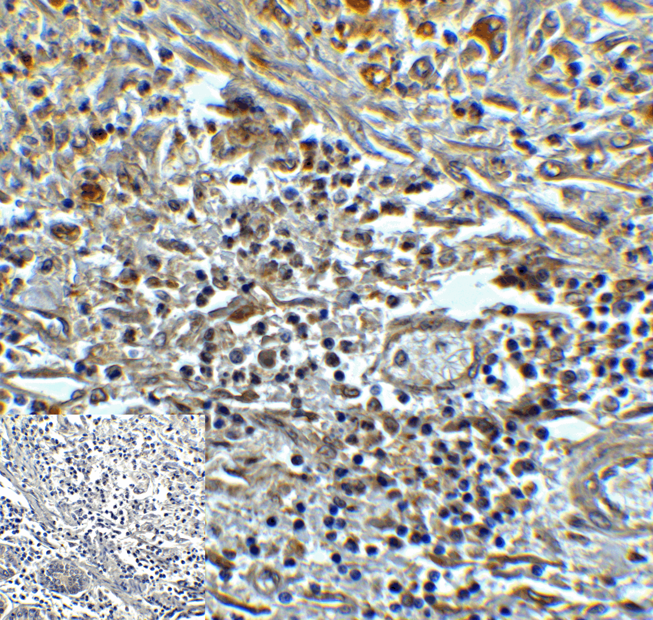 PathPlus™ Monoclonal Mouse anti-Human TMIGD2 Antibody (clone 7A10, IHC, IF)