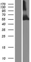 TRIM39 / RNF23 Protein (Over-Expression Lysate Myc-DDK (Flag))