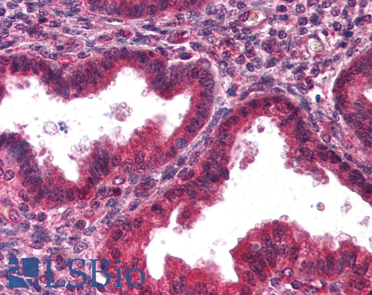 IHC-plus™ DCN / Decorin Antibody