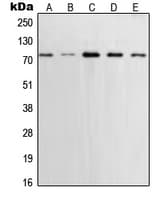 XRCC1 Antibody (C-Terminus)