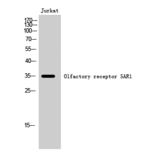 OR5AR1 Antibody (210-290 aa, C-terminal)