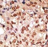 SIGLEC7 / CD328 Antibody (aa1-30)