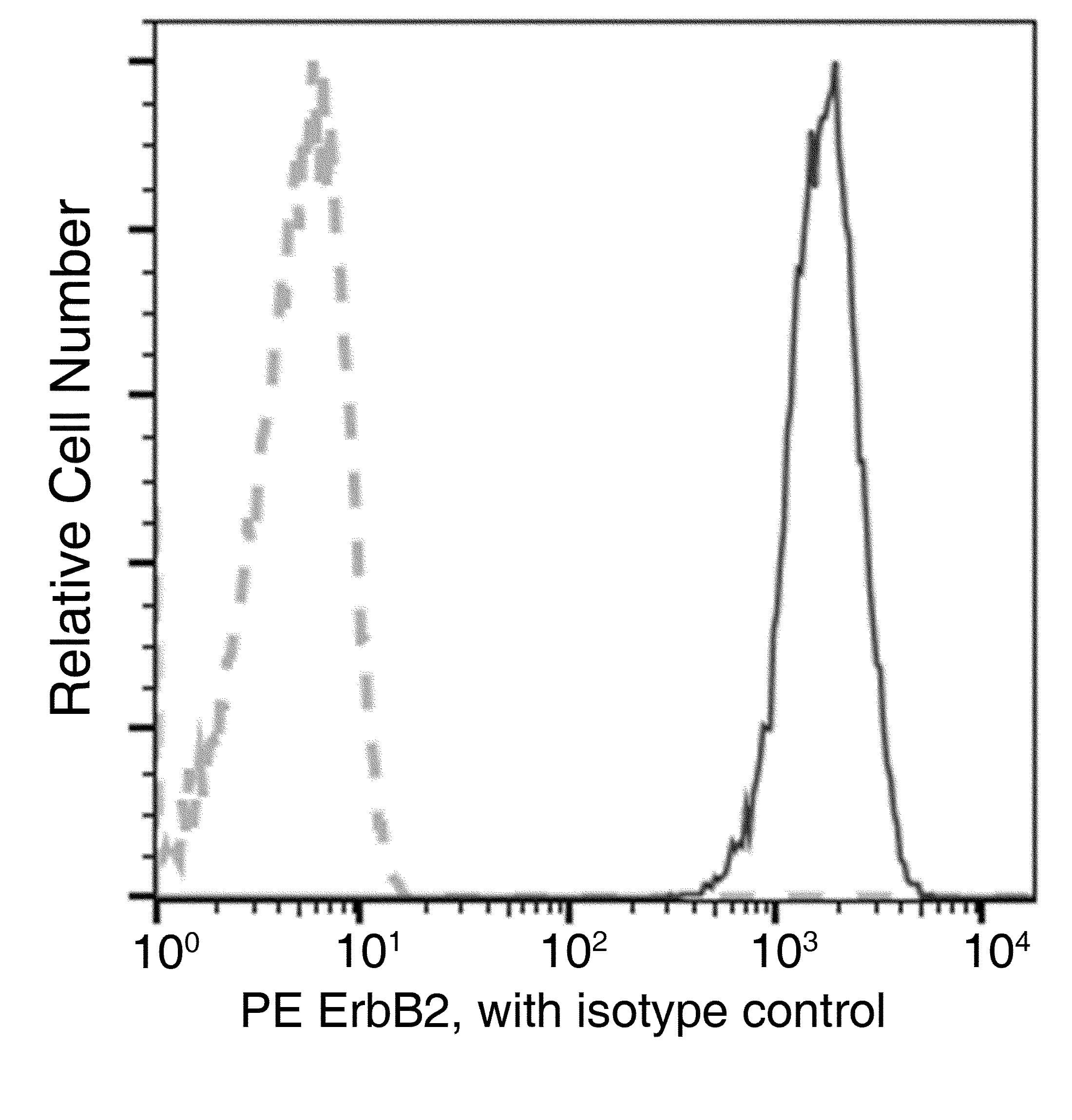 ERBB2 / HER2 Antibody (clone 07, PE)