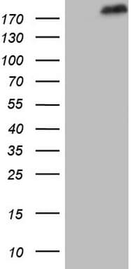 SETD1A / SET1 Antibody (aa1-320, clone OTI7B7)