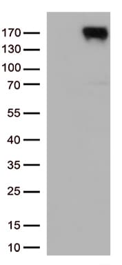 ERBB4 / HER4 Antibody (aa992-1308, clone OTI1D9, Carrier-free)