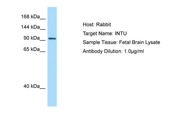 INTU Antibody (aa816-865)