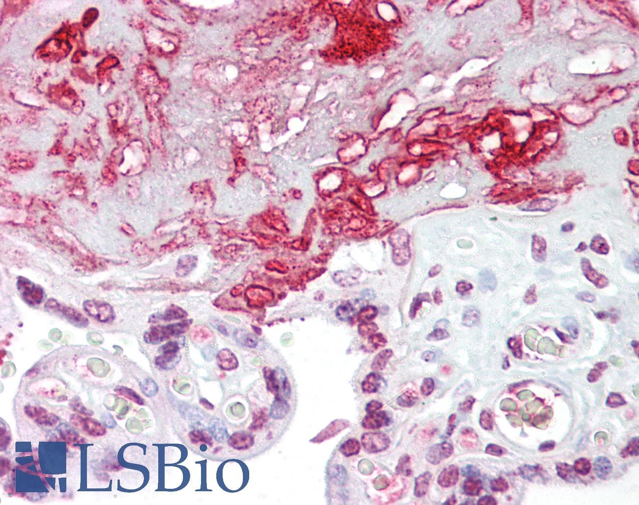 IHC-plus™ EZH2 Antibody