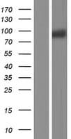 RASA4 / CAPRI Protein (Over-Expression Lysate Myc-DDK (Flag))