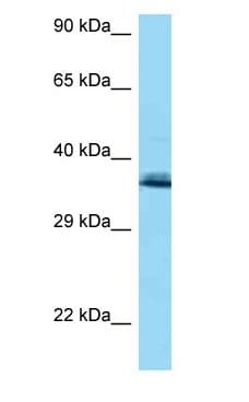 COQ9 Antibody (aa39-88)