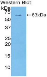 Sulfatase 1 / SULF1 Antibody (aa609-871, APC)