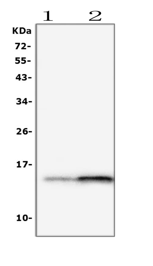 Polyclonal Rabbit anti-Mouse I-FABP / FABP2 Antibody (IHC, WB)