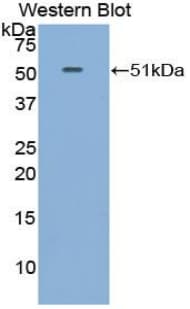 FGF6 Antibody (aa41-208)