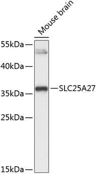 SLC25A27 / UCP4 Antibody