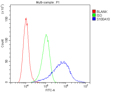S100A10 Antibody