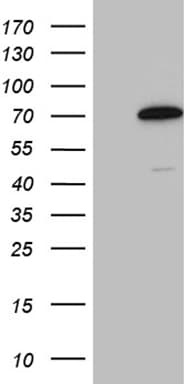 CCDC22 Antibody (clone OTI8B11)