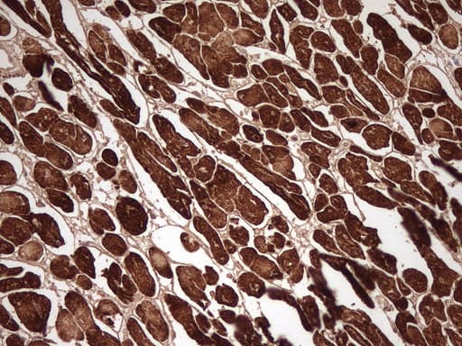 MYL4 Antibody (aa2-197, clone OTI1H6)