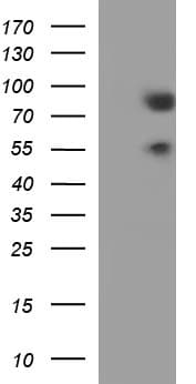 Monoclonal Mouse anti-Human ARNTL / BMAL1 Antibody (clone OTI1H6, IHC, WB)