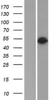 Human SERPINF2 / Alpha-2-Antiplasmin Protein (Over-Expression Lysate Myc-DDK (Flag))