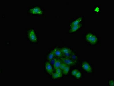 ADGRA2 / GPR124 Antibody