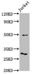KLF13 Antibody