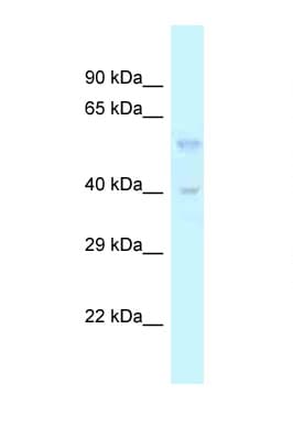 TGFB3 / TGF Beta3 Antibody (aa173-222)