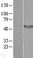CCDC78 Protein (Over-Expression Lysate Myc-DDK (Flag))