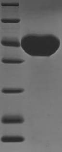 Mistletoe Beta-galactoside-specific lectin 1 Protein (Recombinant 6His-SUMOstar, N-terminus)