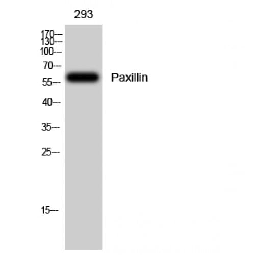 PXN / Paxillin Antibody (120-200 aa)