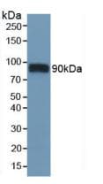CD36 Antibody (aa45-203)