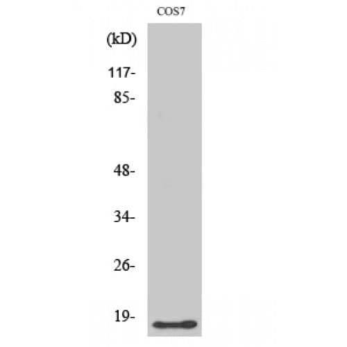 DAT1 / LMO3 Antibody (70-150 aa, C-terminal)