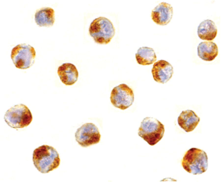 IHC-plus™ ATF6 Antibody