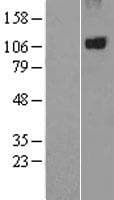PTPN3 Protein (Over-Expression Lysate Myc-DDK (Flag))