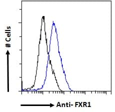 Polyclonal Goat anti-Human FXR1 Antibody (aa317-330, IF, WB)