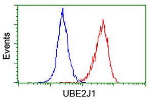 UBE2J1 Antibody (clone OTI1F6)